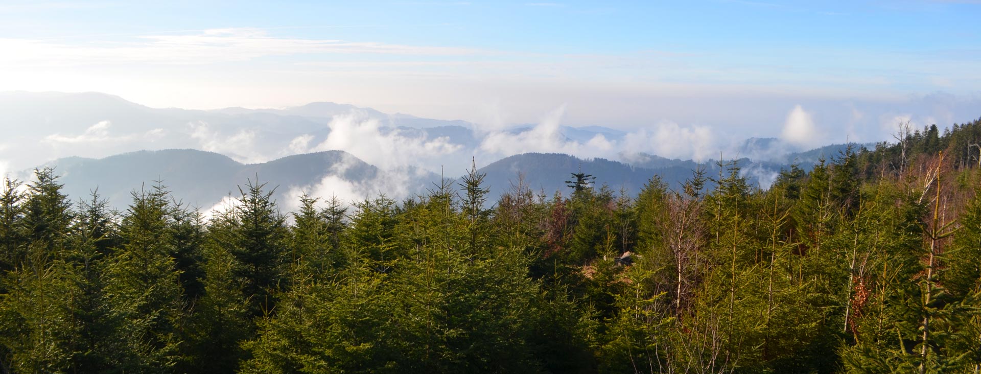 Schwarzwald bei Alpirsbach im Kinzigtal